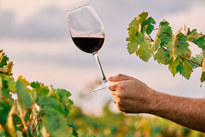 Santorini Wine Tour Guide: Everything You Need to Know
