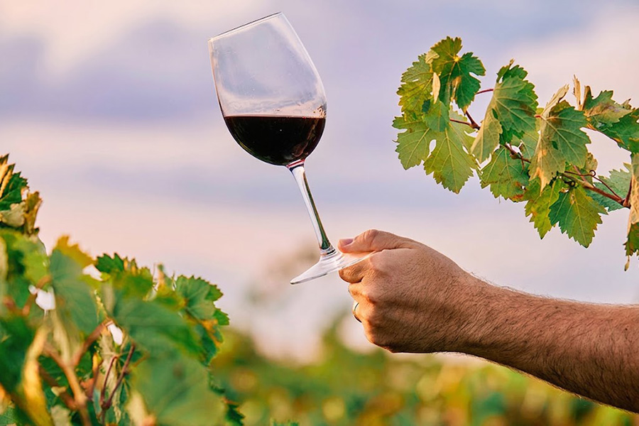 Santorini Wine Tour Guide: Everything You Need to Know